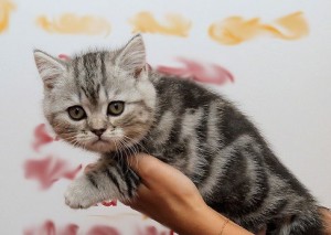 Серебристый мраморный табби окрас британских кошек: фото галерея, стандарт породы, виды окрасов. Серебристые мраморные табби британские кошки, коты, котята. Британцы серебристые мраморные табби (мрамор на серебре).